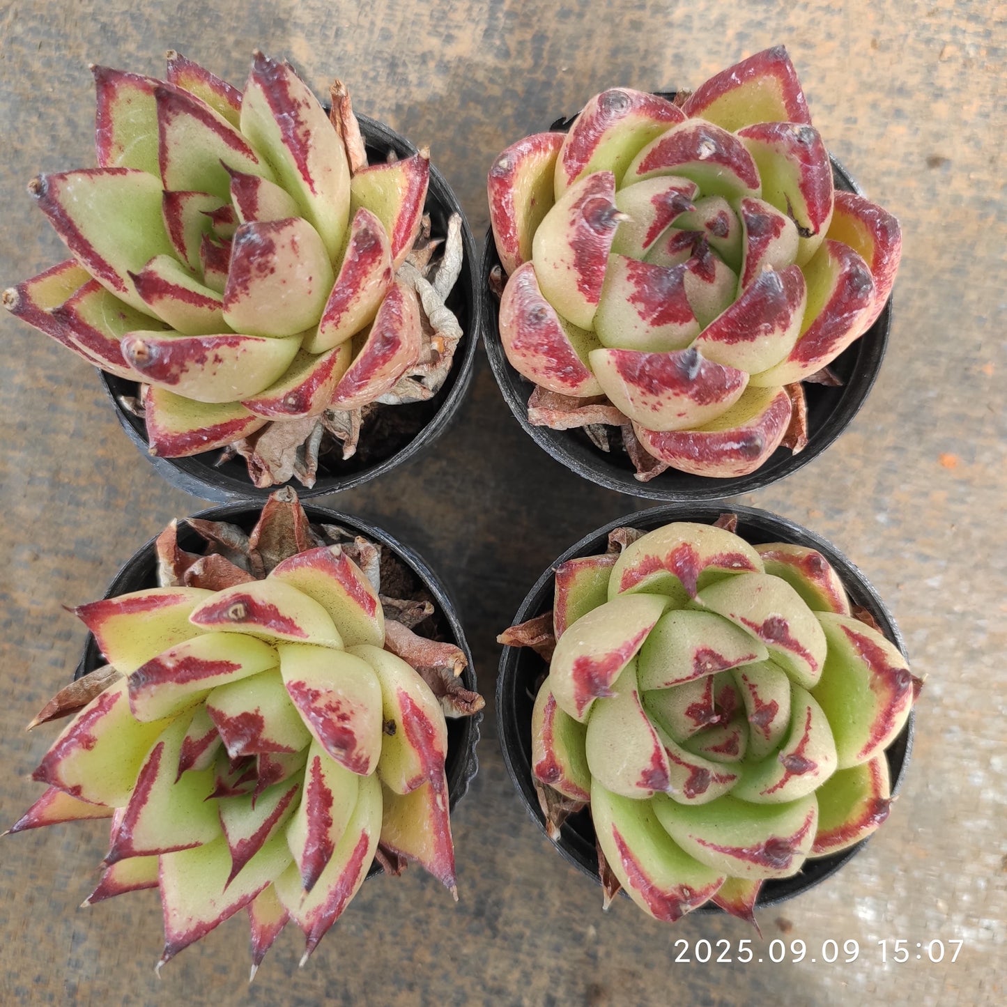 MMT798 エボニーHyb(5.5cm pot)