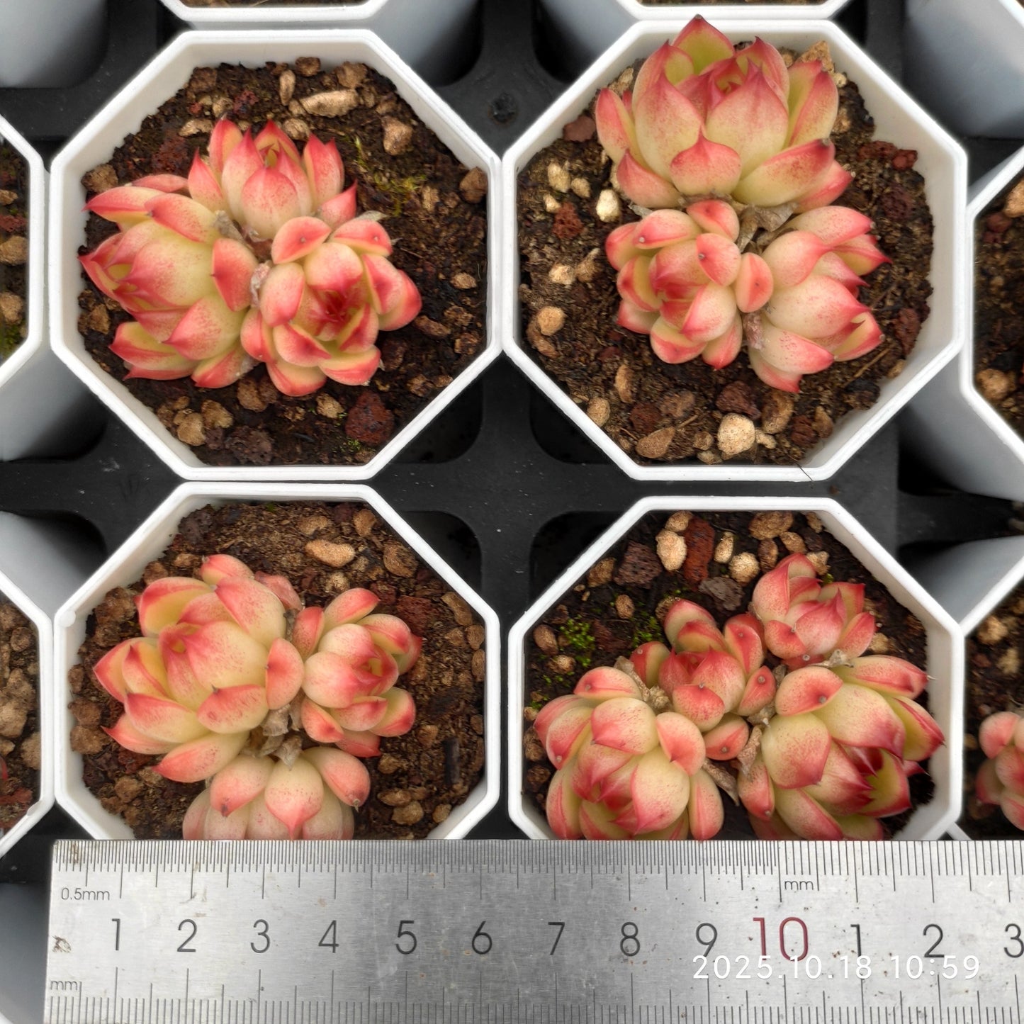 21562 ブラッド エグ(7cm pot)