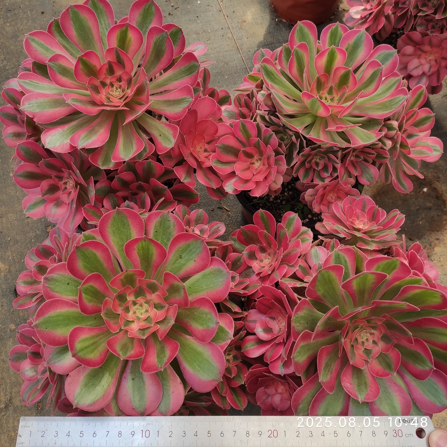 GDX013 アエオニウム ウィッチ(18cm pot)