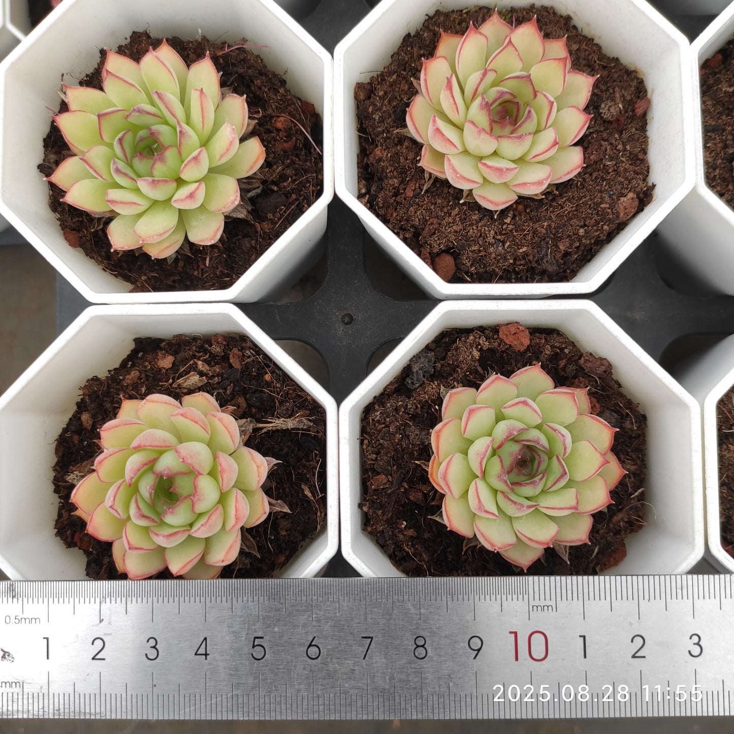 YBB239 ドリーム トーク ローズ(7cm pot)