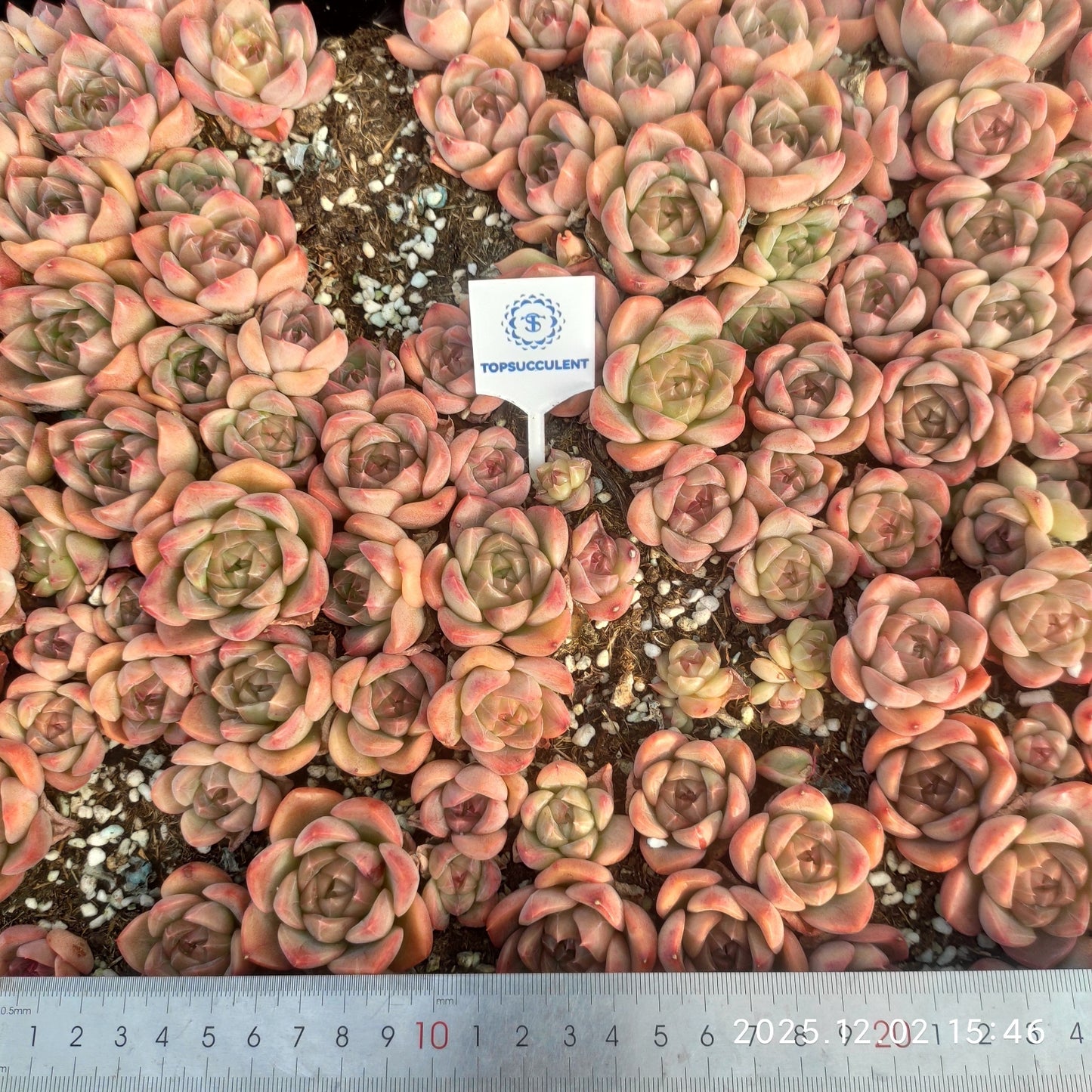 23036 アイス スピリットHyb(ポット苗)