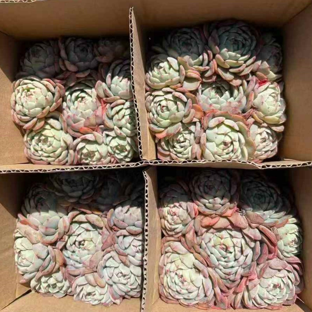 23655 ナナウクミニ(12cm pot)