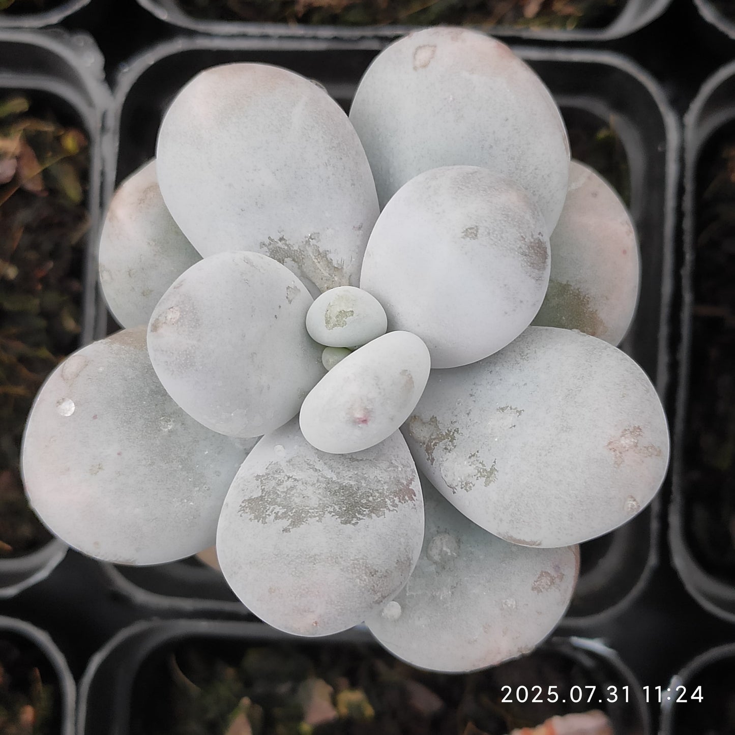MMT430 オビフェルム(7cm pot)