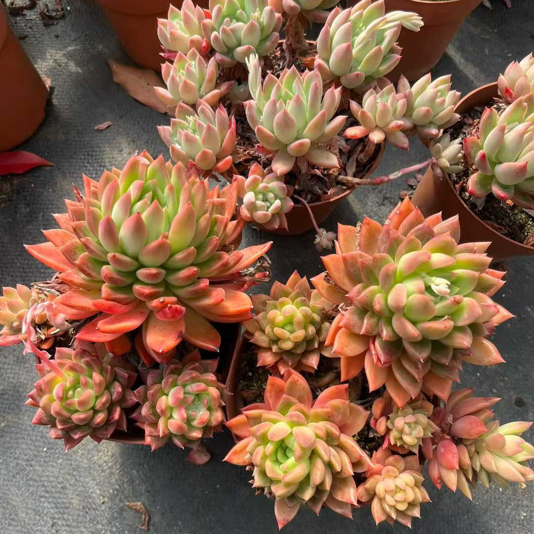 26180 アイス ハート ビューティー