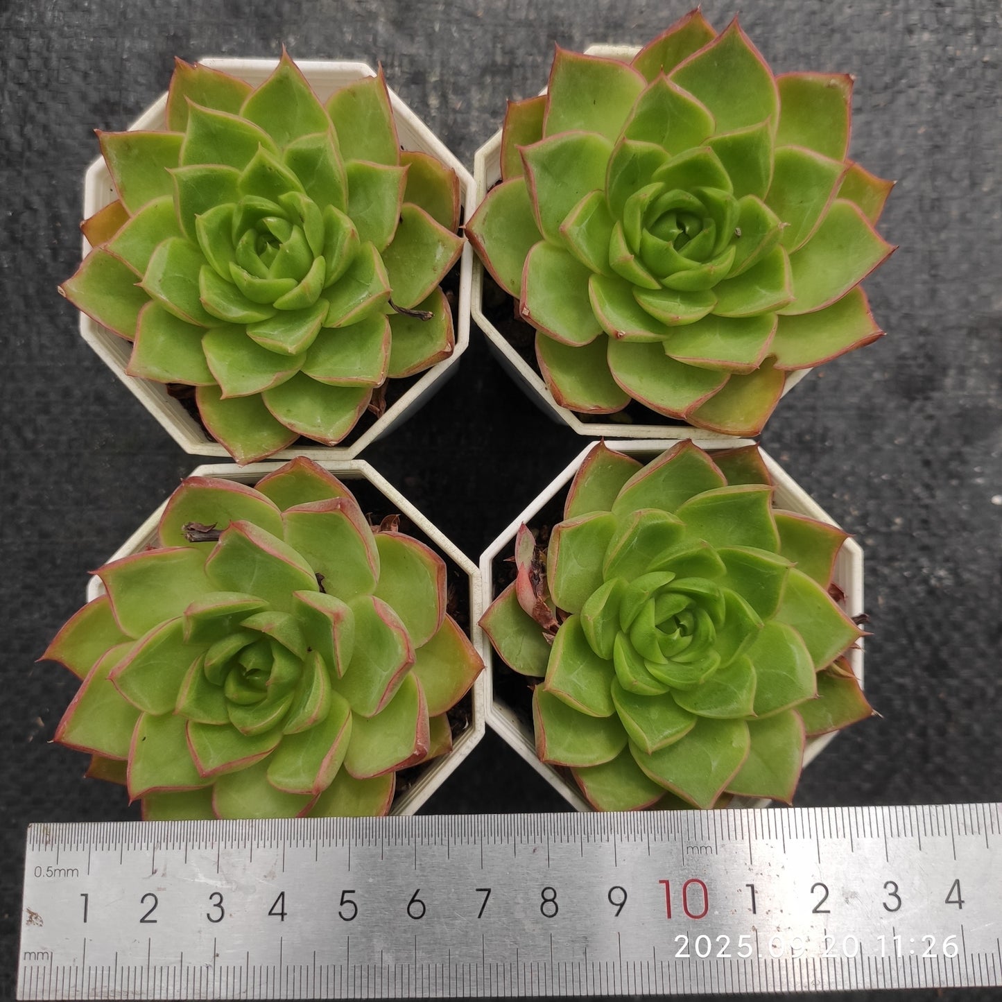 DQ095 ブルー・ムーン hyb (7cm pot)