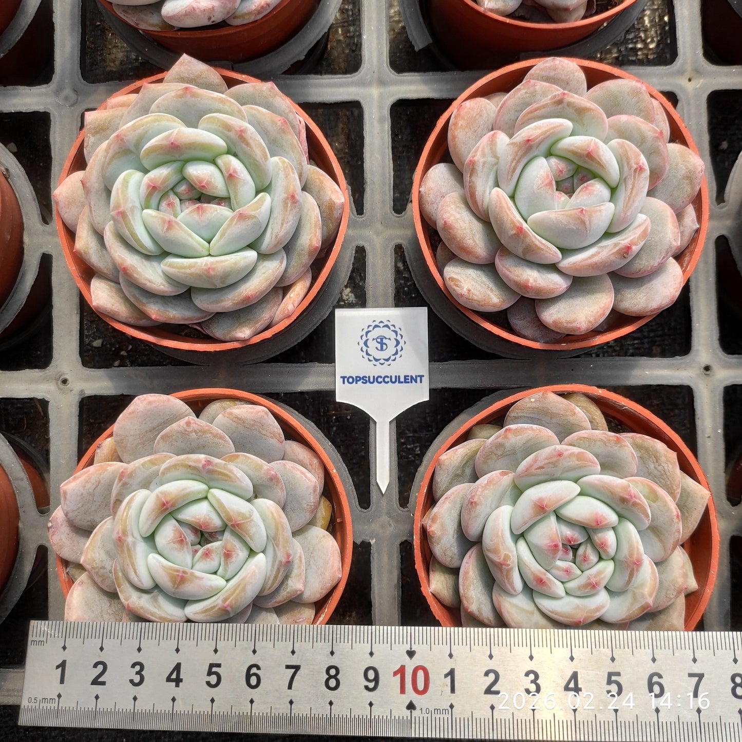 11724 オレンジモンロー