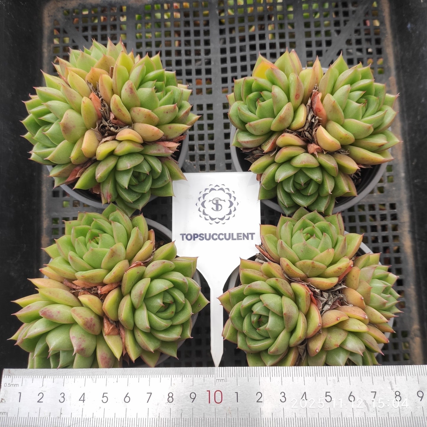 22531 ダイアナ(9cm pot)