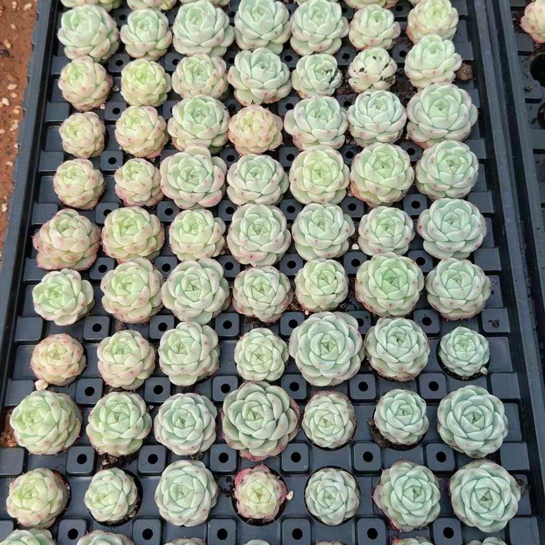 26139 ムーンメイデン