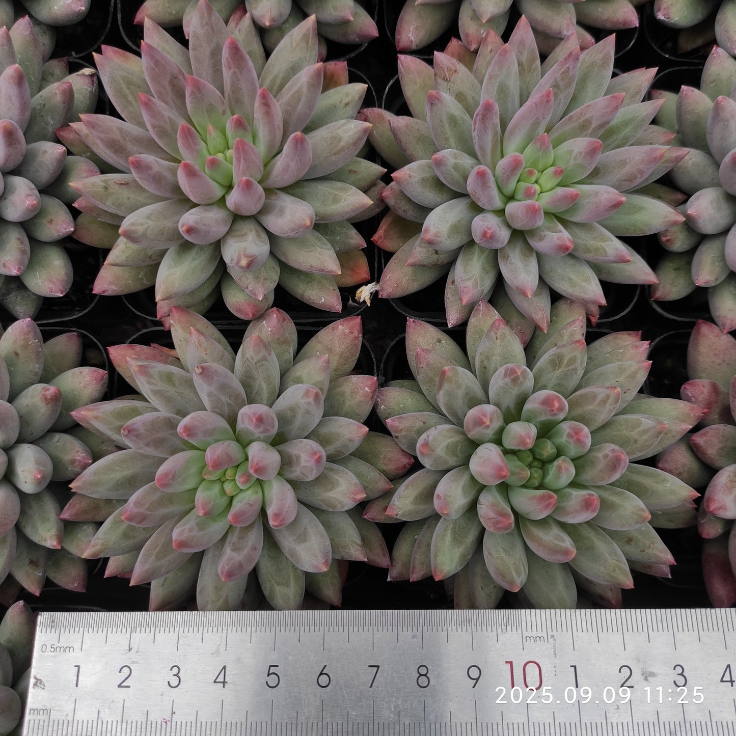 MMT834 チェリーズ(7cm pot)
