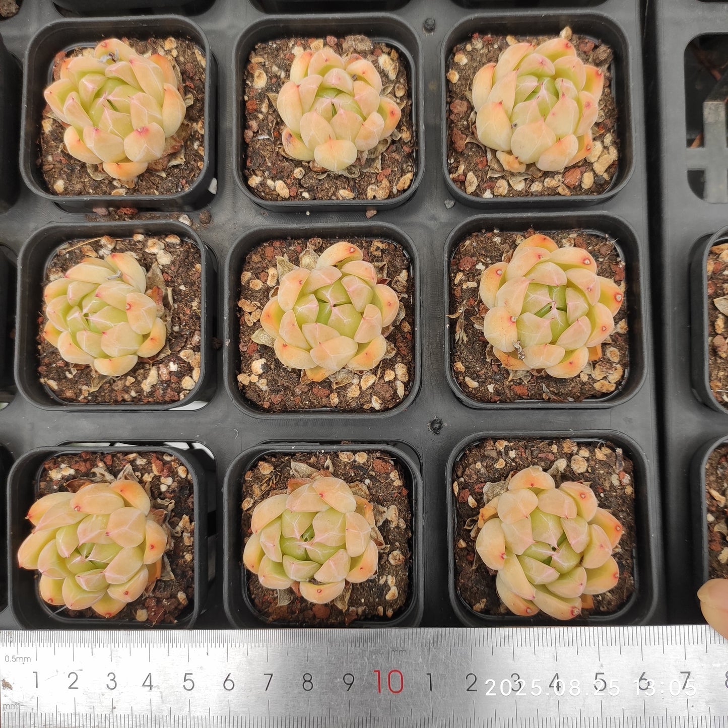 WWA299 アイス マウンティン (5.5cm pot)