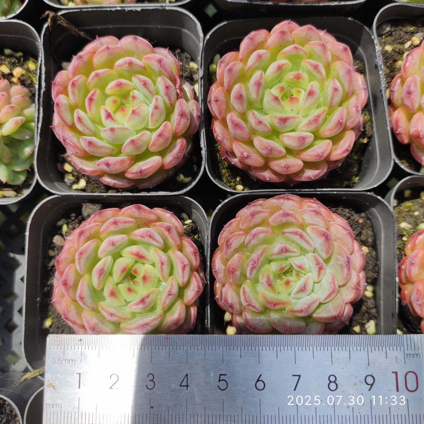 QN721 ホワイトファット(6.5cm pot)