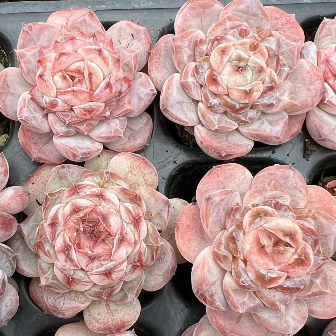 23492 オレンジモンロー Hyb(3cm pot)