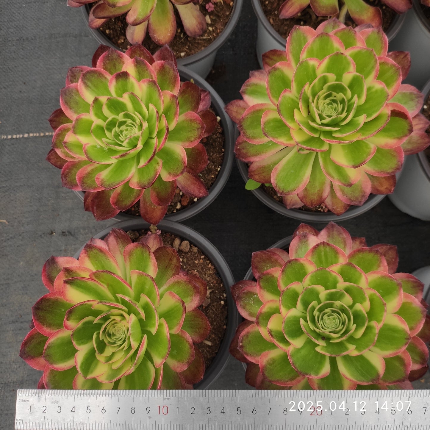 YF407 アエオニウム シーキング (15cm pot)