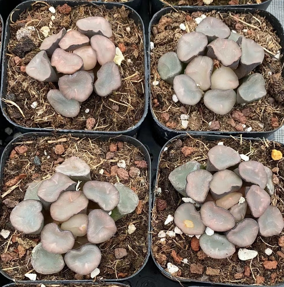 CS117 曇り硝子クモリガラス (7cm pot)
