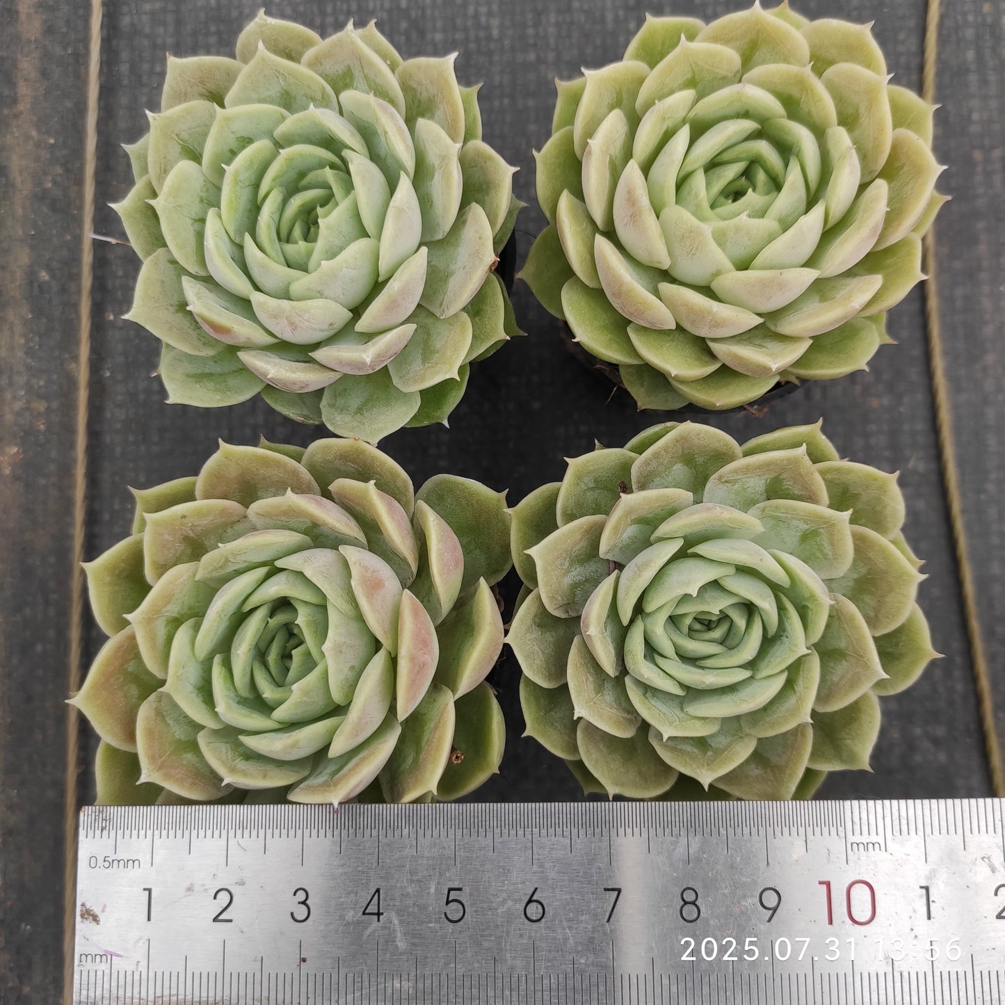 MMT683 オンスロー (5.5cm pot)