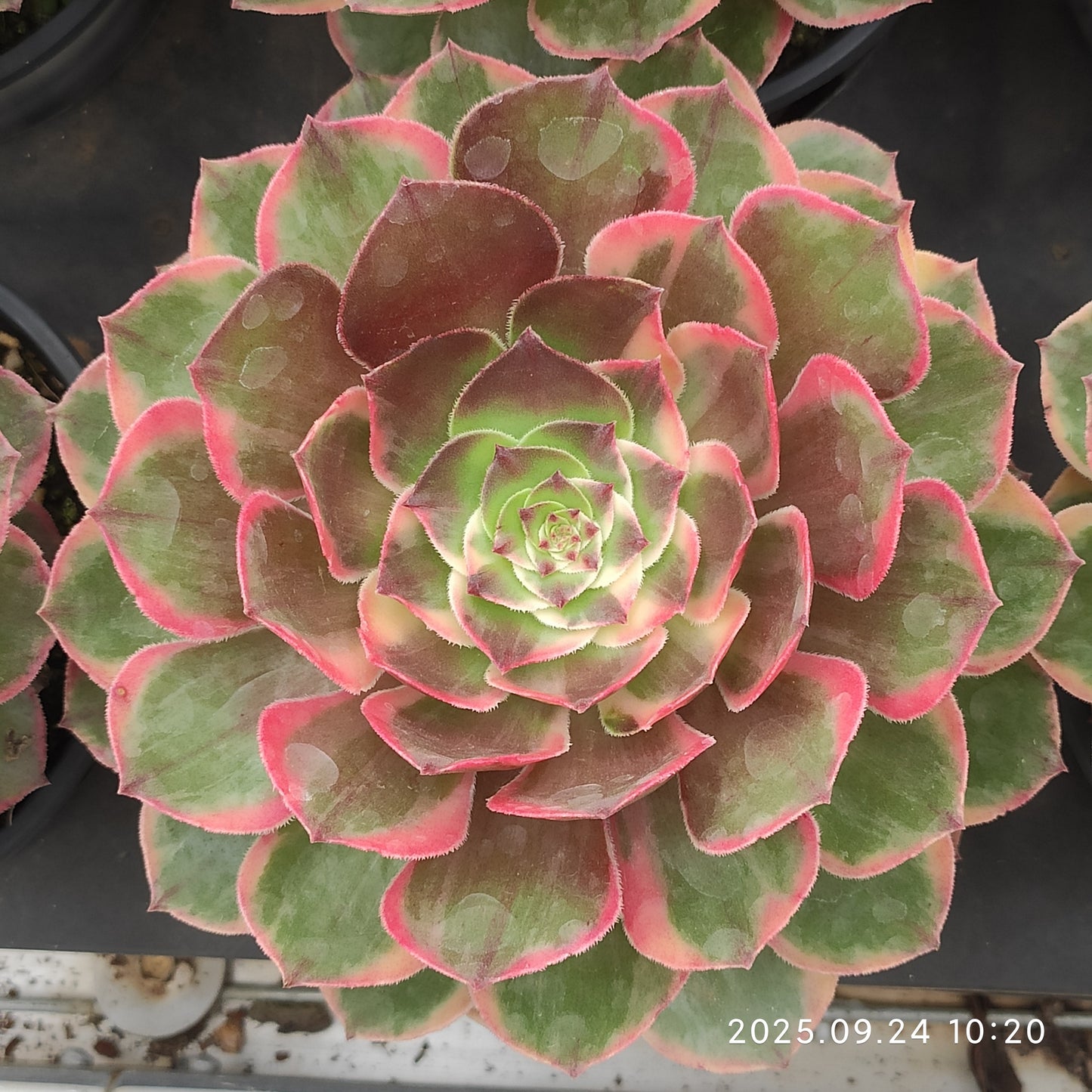 ON402 バンクェット(12cm pot)