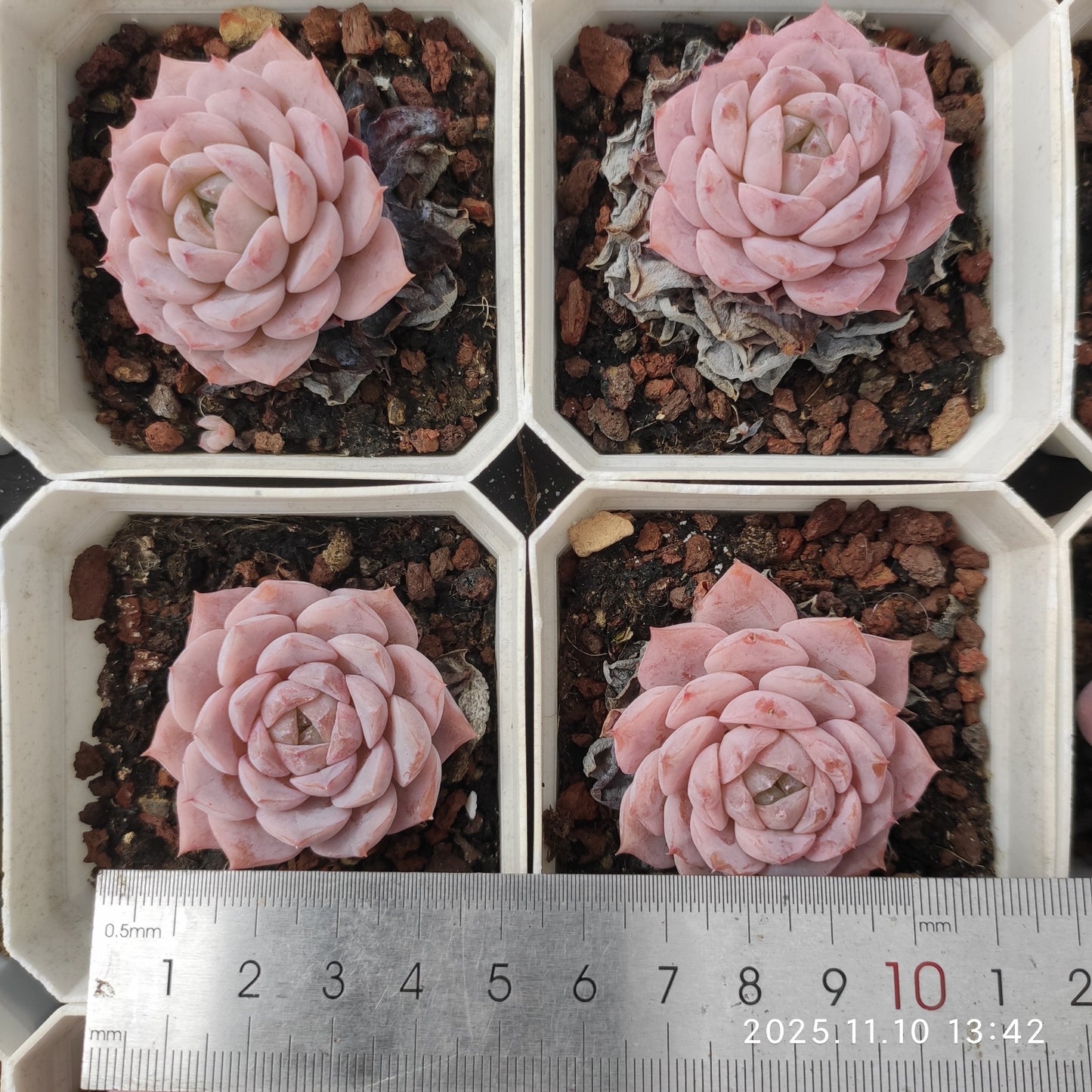 22586 エリー クィーン x ヘレナー(7cm pot)