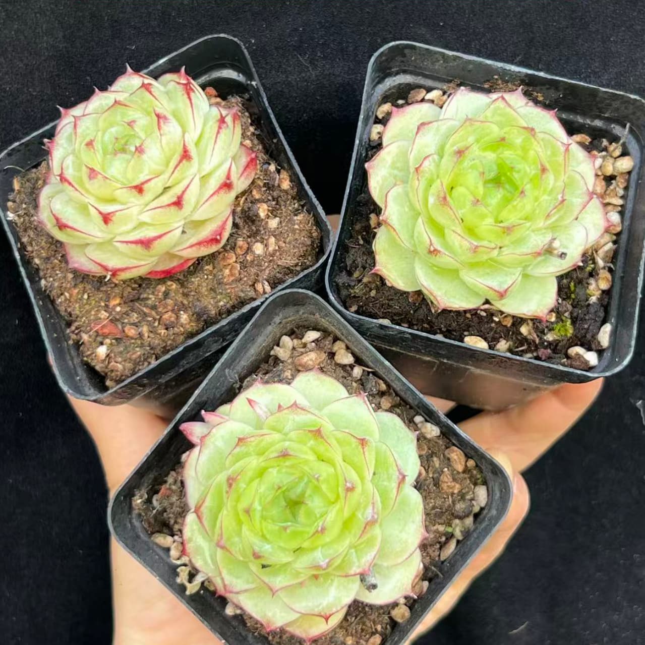 BL2013 レース クィーン(7cm pot)