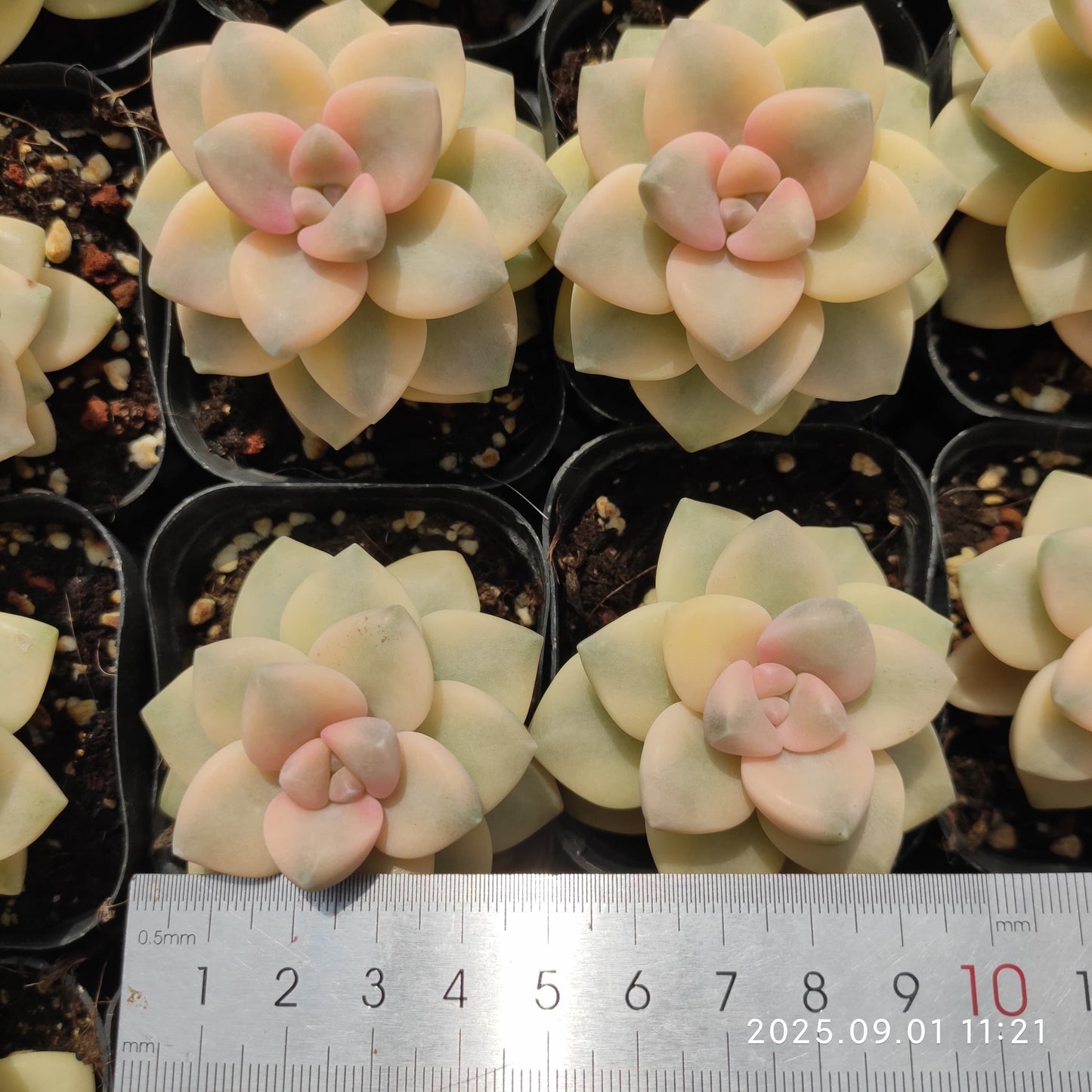 QN833 ティテュバンス錦(6.5cm pot)