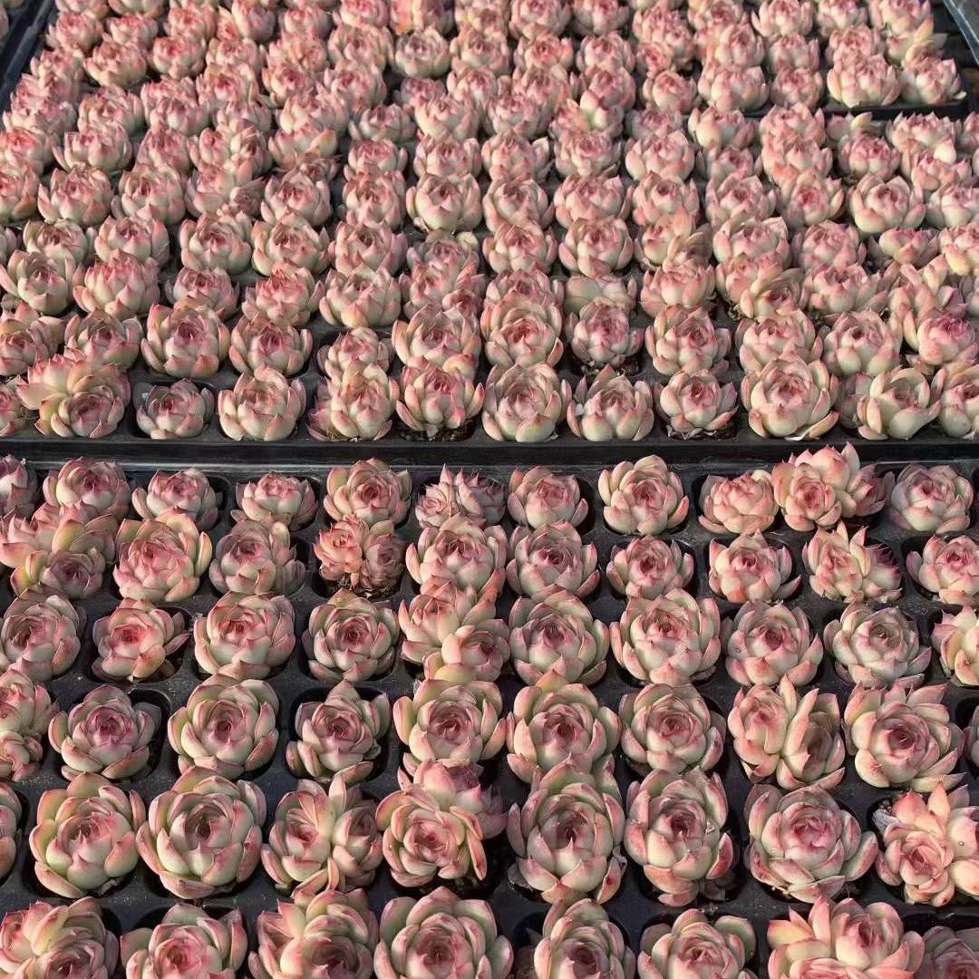 23441 エンチャンティングフェアリー(3cm pot)(ポット苗)