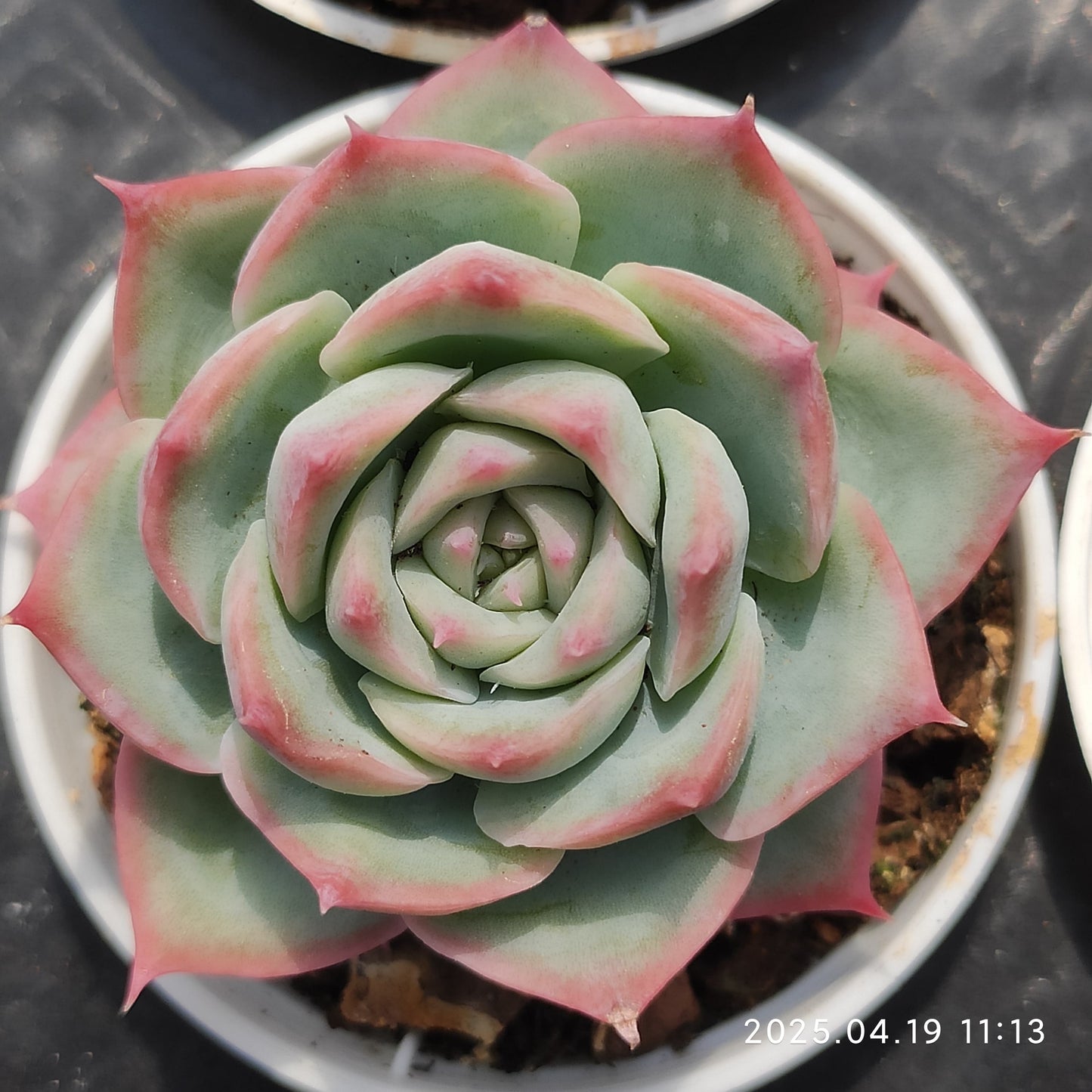 ZZA221 シルエット (5.5cm pot)