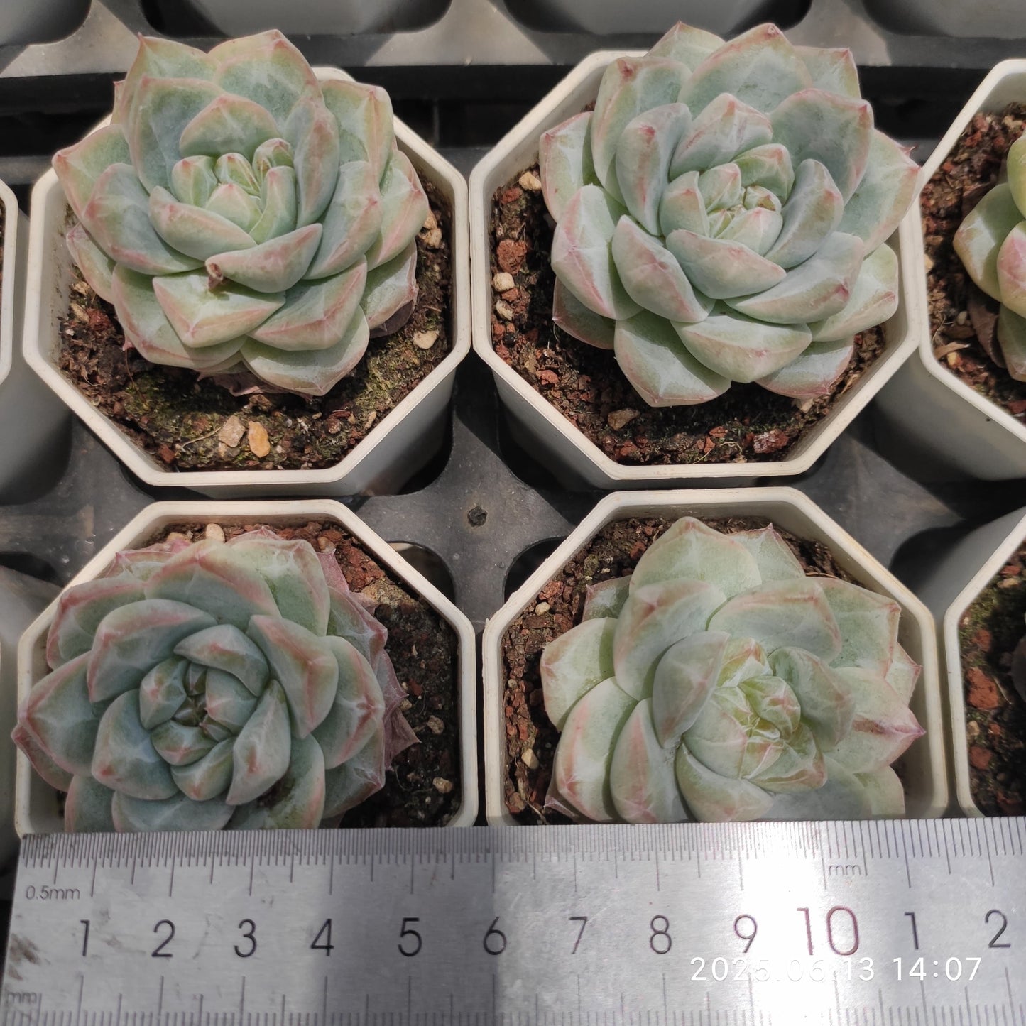 NGN644 ダイヤモンド ジェニー(7cm pot)