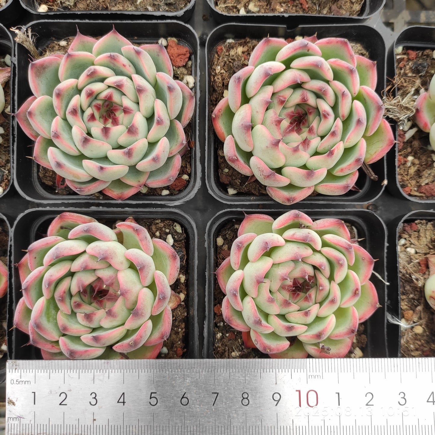 LB028 シヴァルリー(7cm pot)