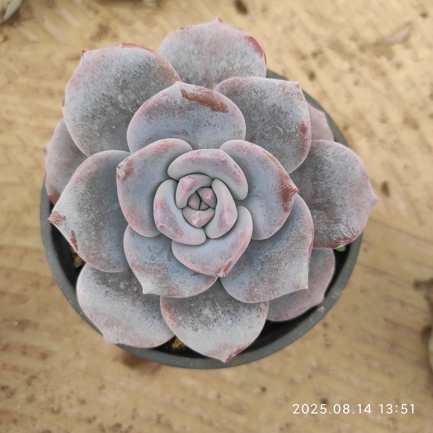 ZX340 サクラスノー(9cm pot)