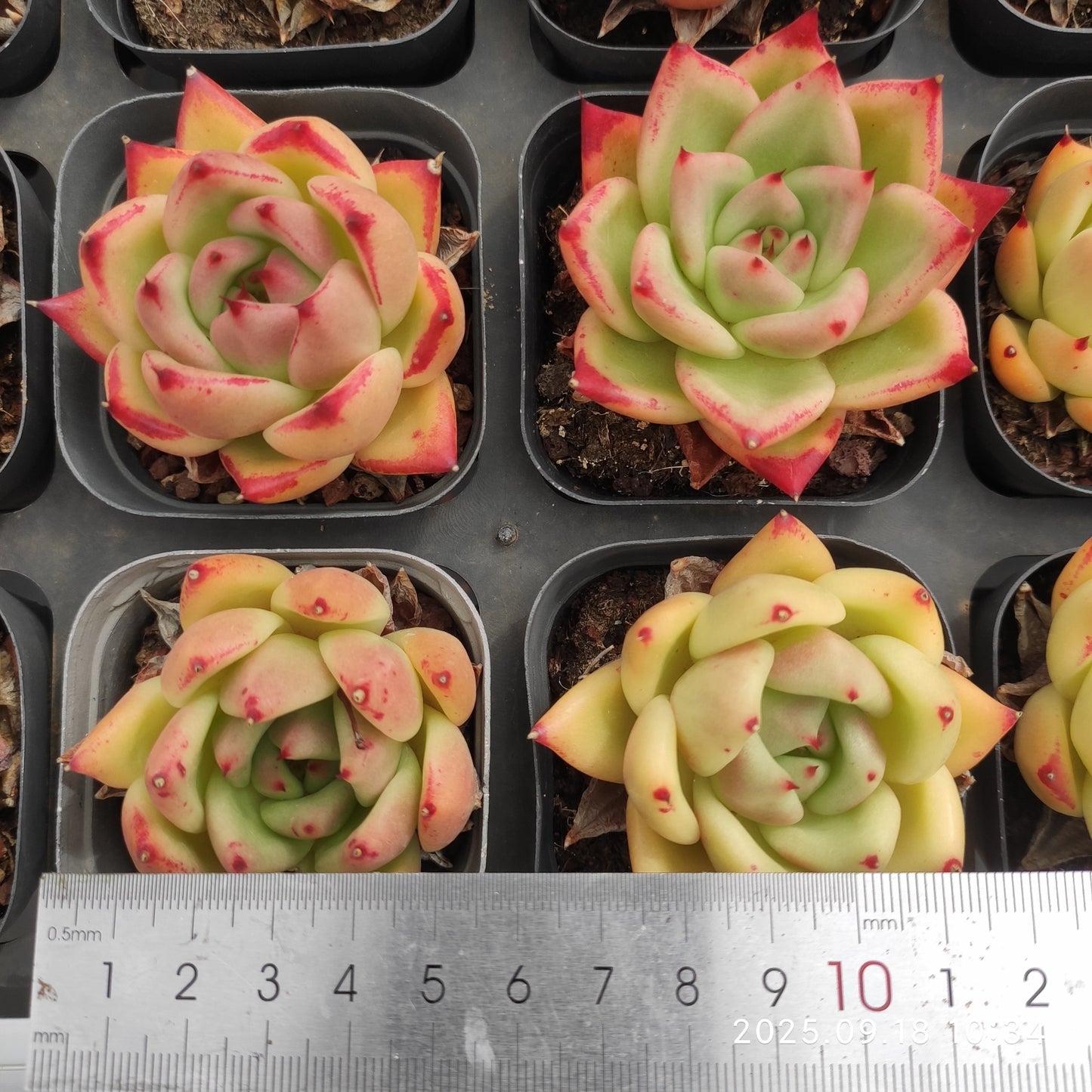 LMM385 ラウンディング(6.5 cm pot)