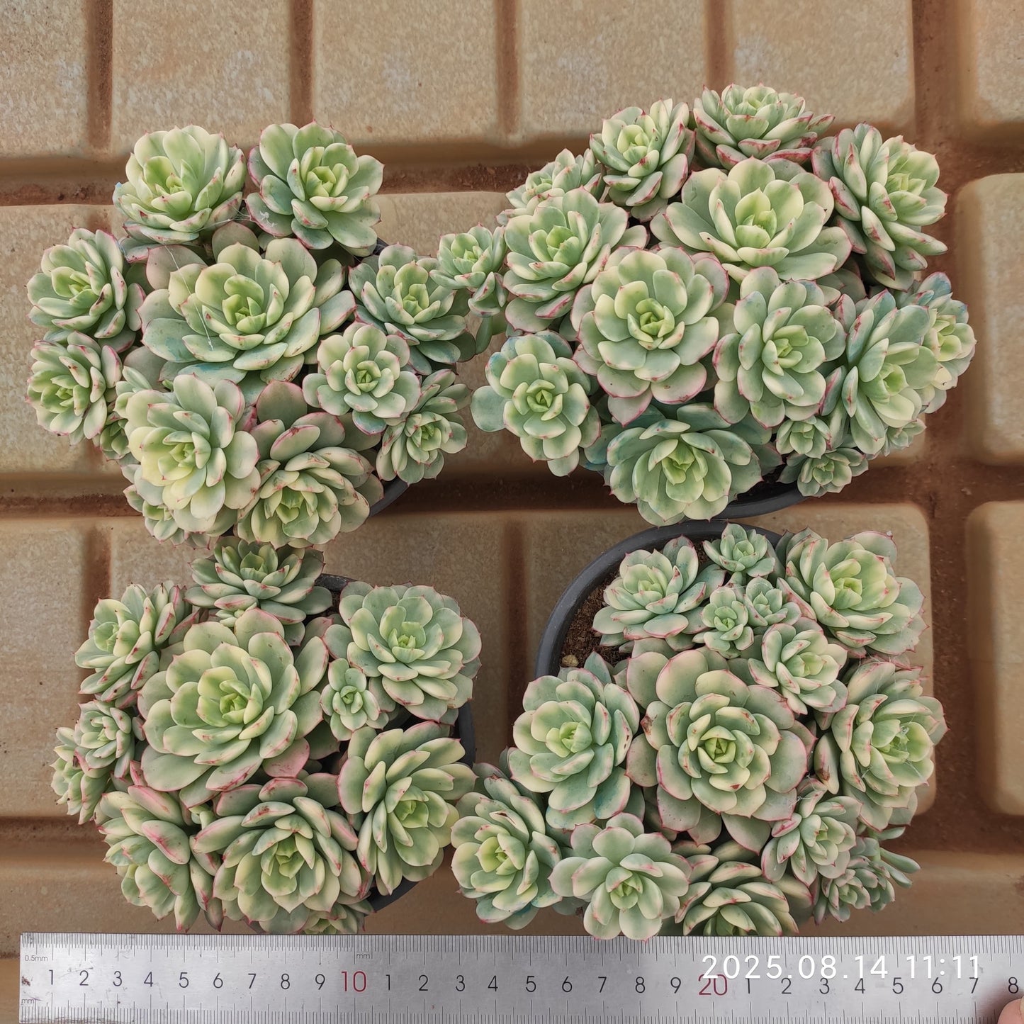 YS277 ディレン錦(12cm pot)