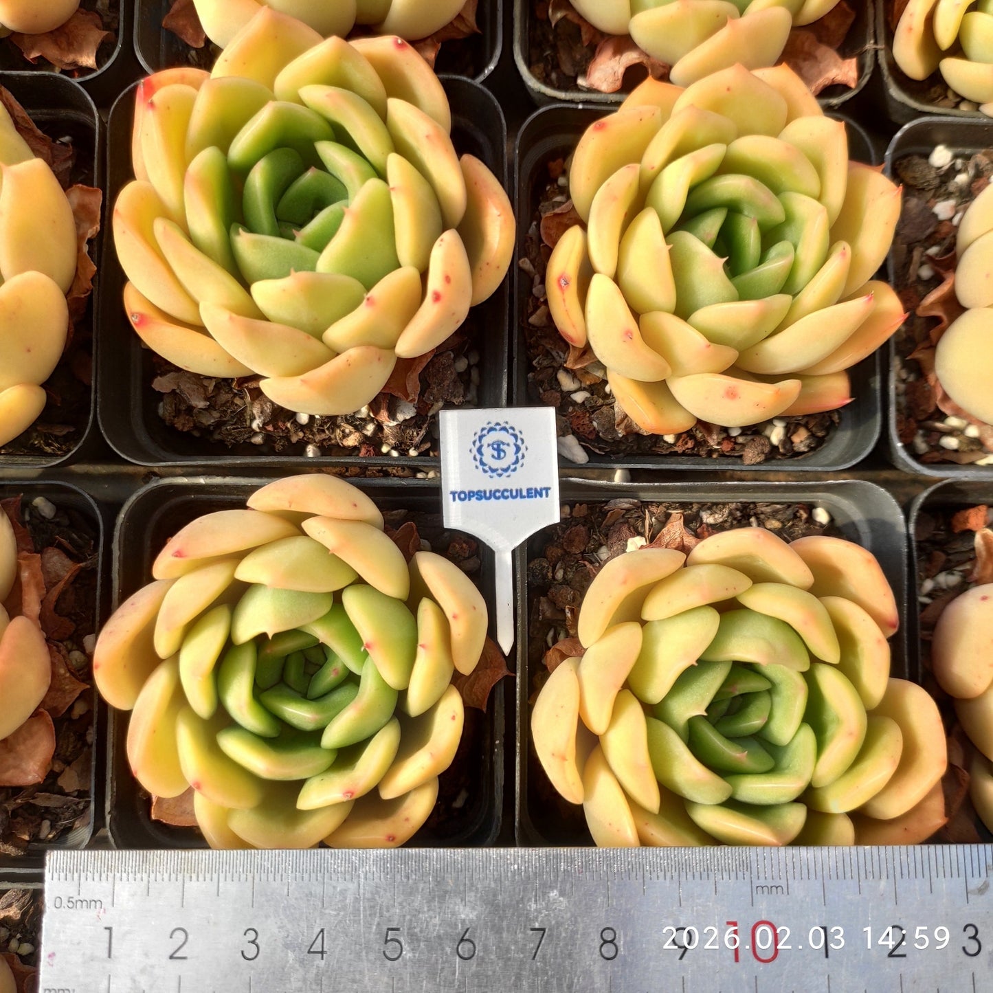 25692 ゴールド リーフ