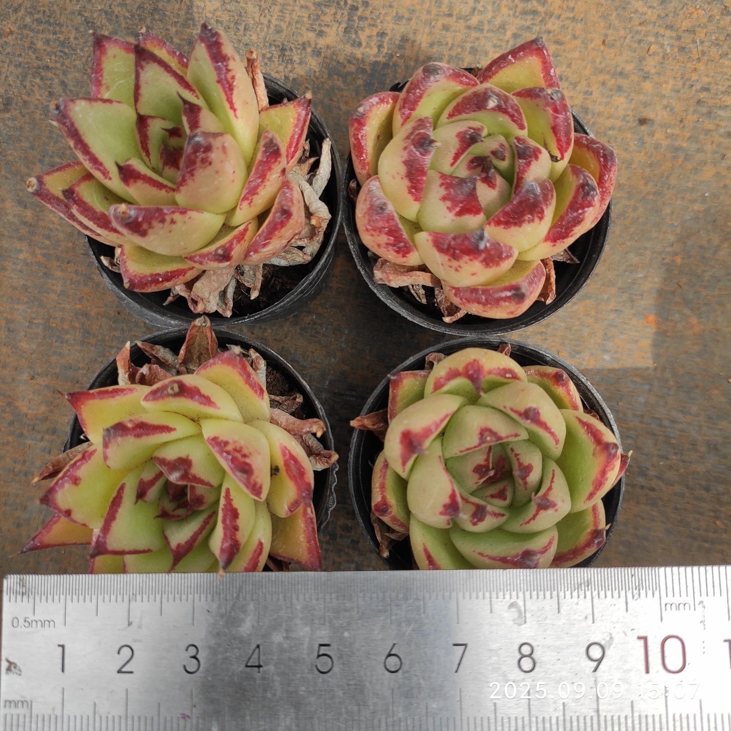 MMT798 エボニーHyb(5.5cm pot)