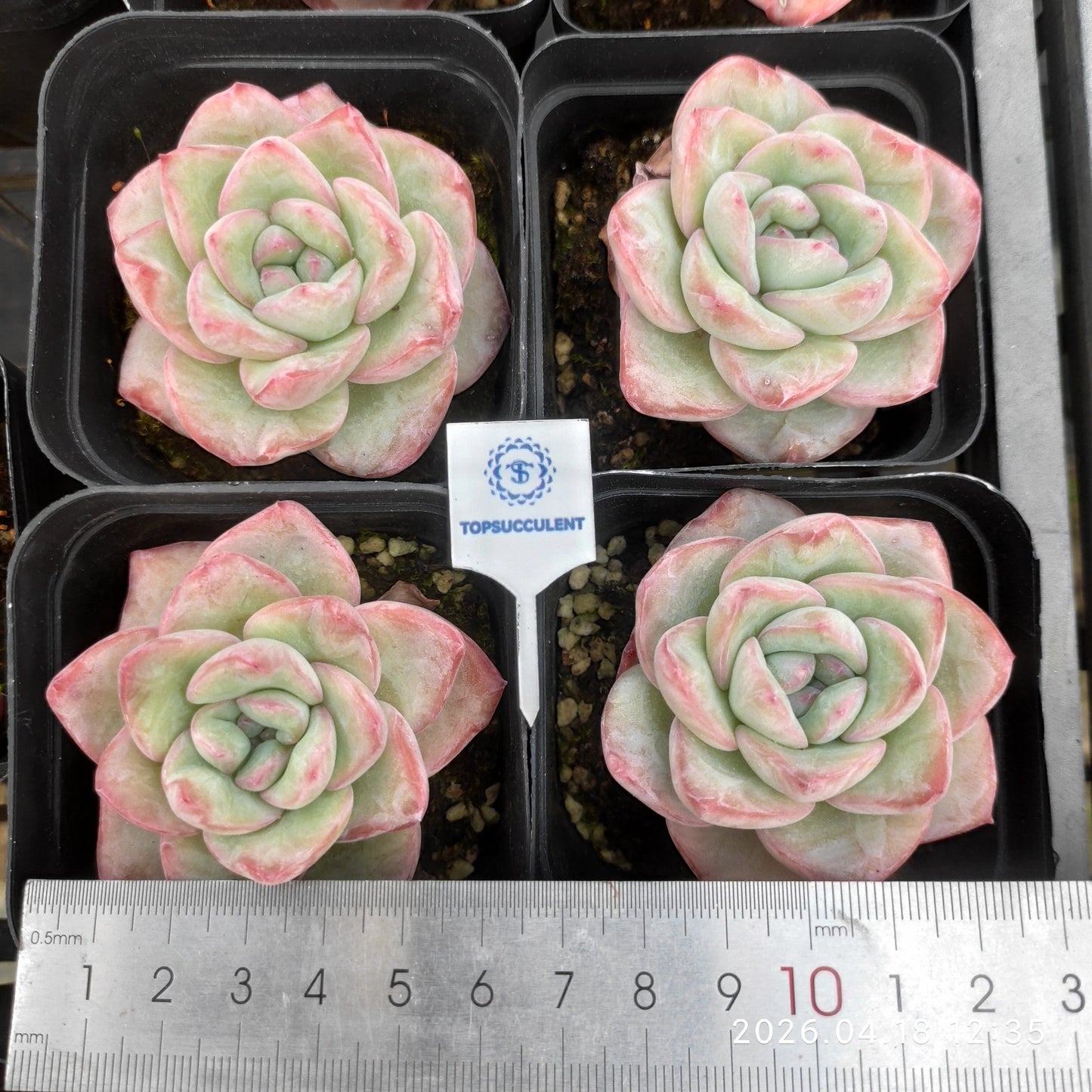 T0958 アマビレ