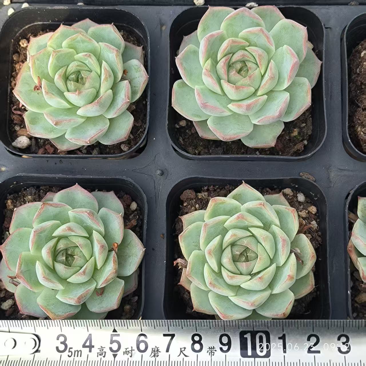 HC240 ローズフェアリー (6.5cm pot)