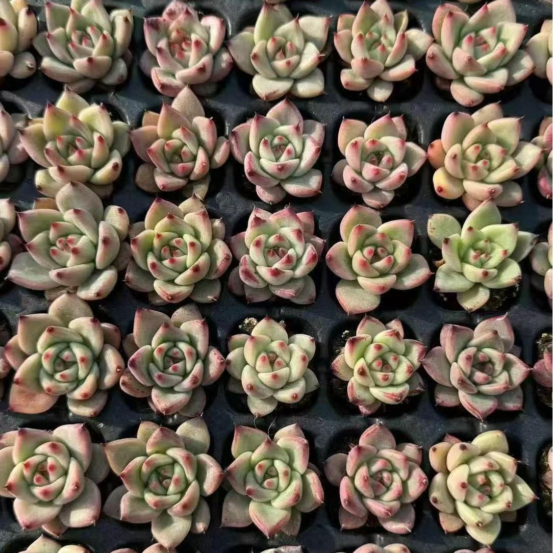 XS1048 ピンクハニー(3cm pot)