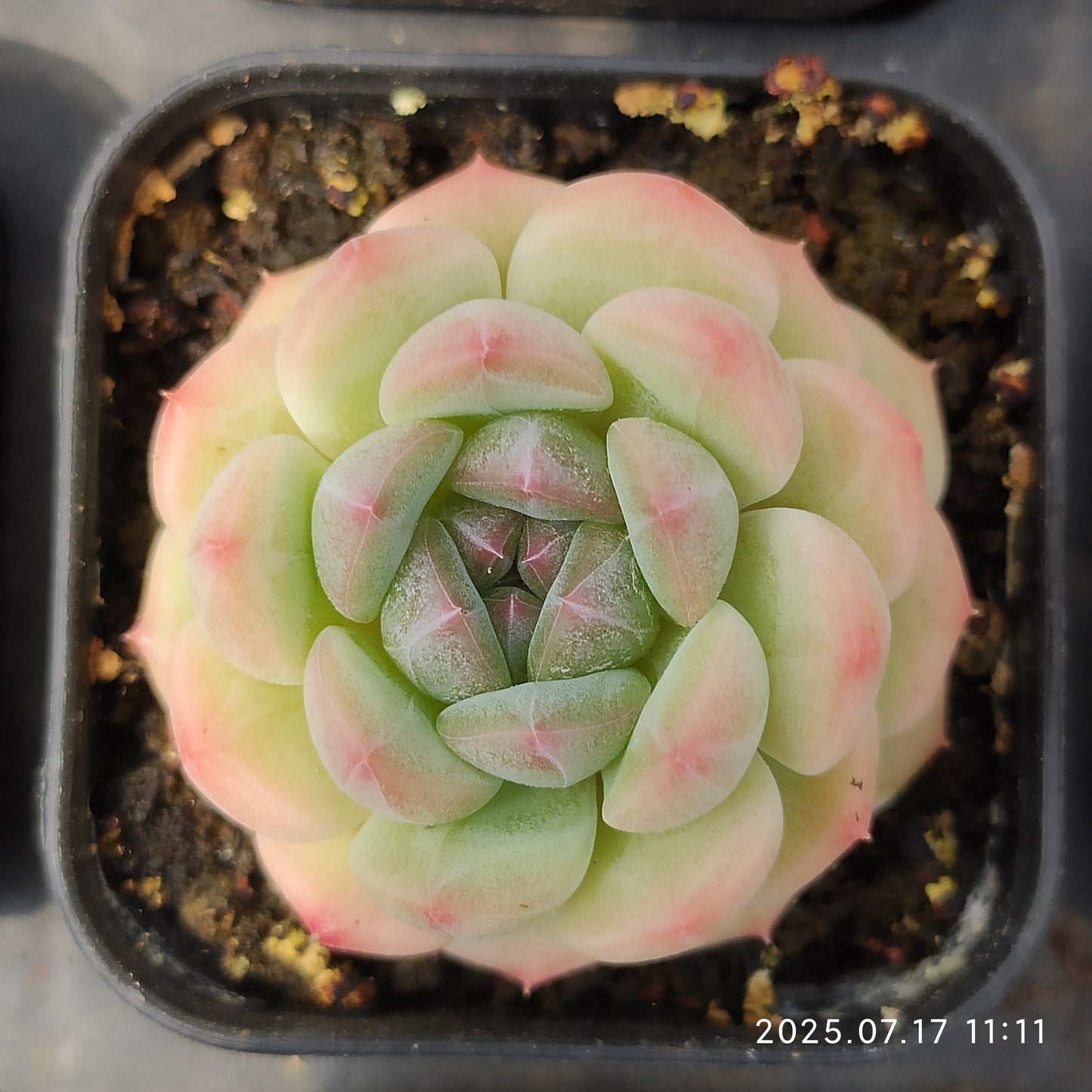 WWA356 モンロー Hyb(5.5cm pot)