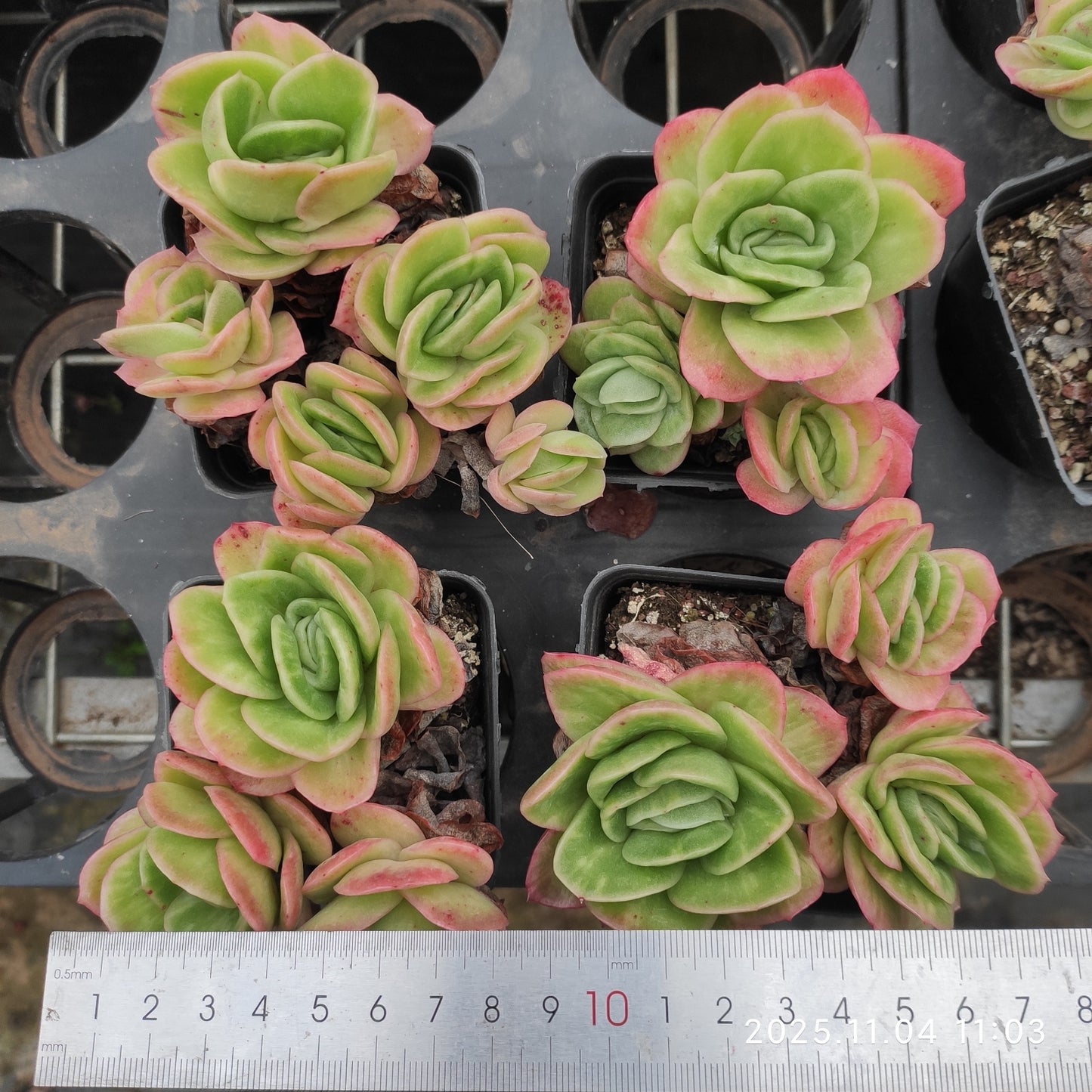 20881 アイスローズ(7cm pot)