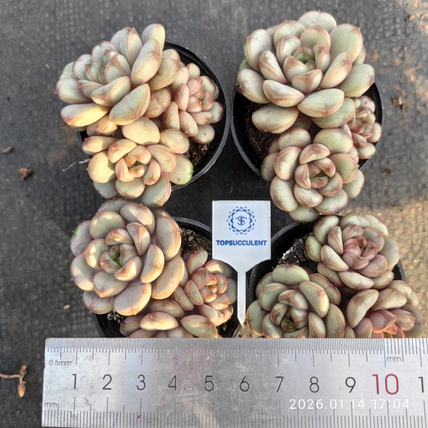 23382 アメトルム