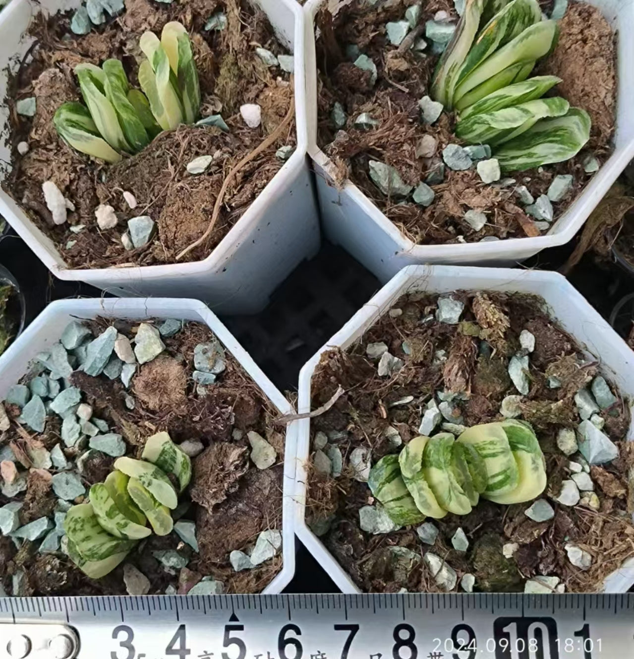 SJC374 ハオルチア 玉扇錦(6.5cm pot)