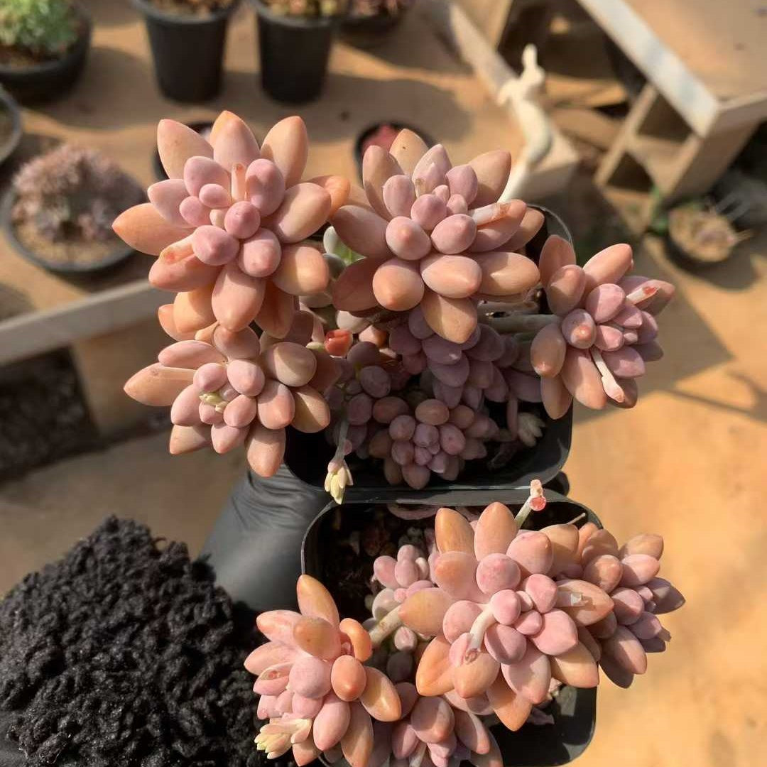 24136 ビューティーフィンガー