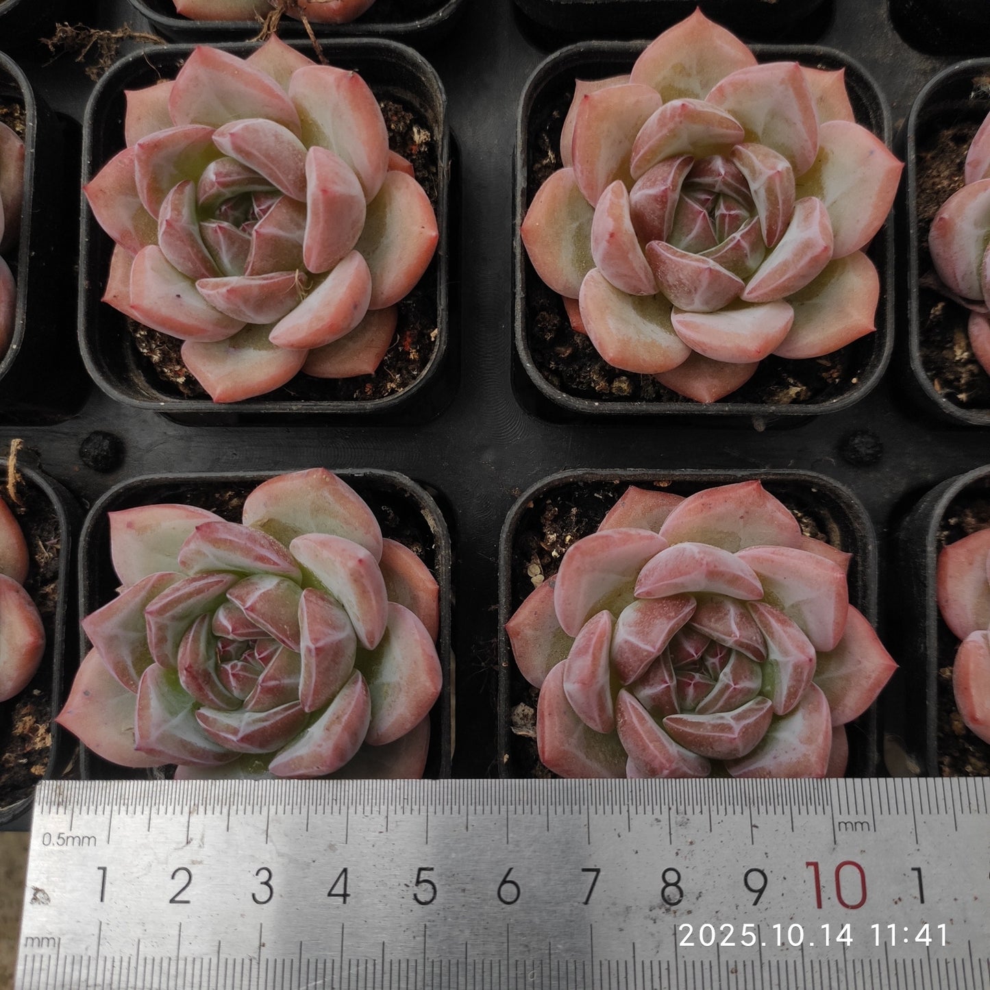 WWA406 シャンペーンHyb(5.5cm pot)