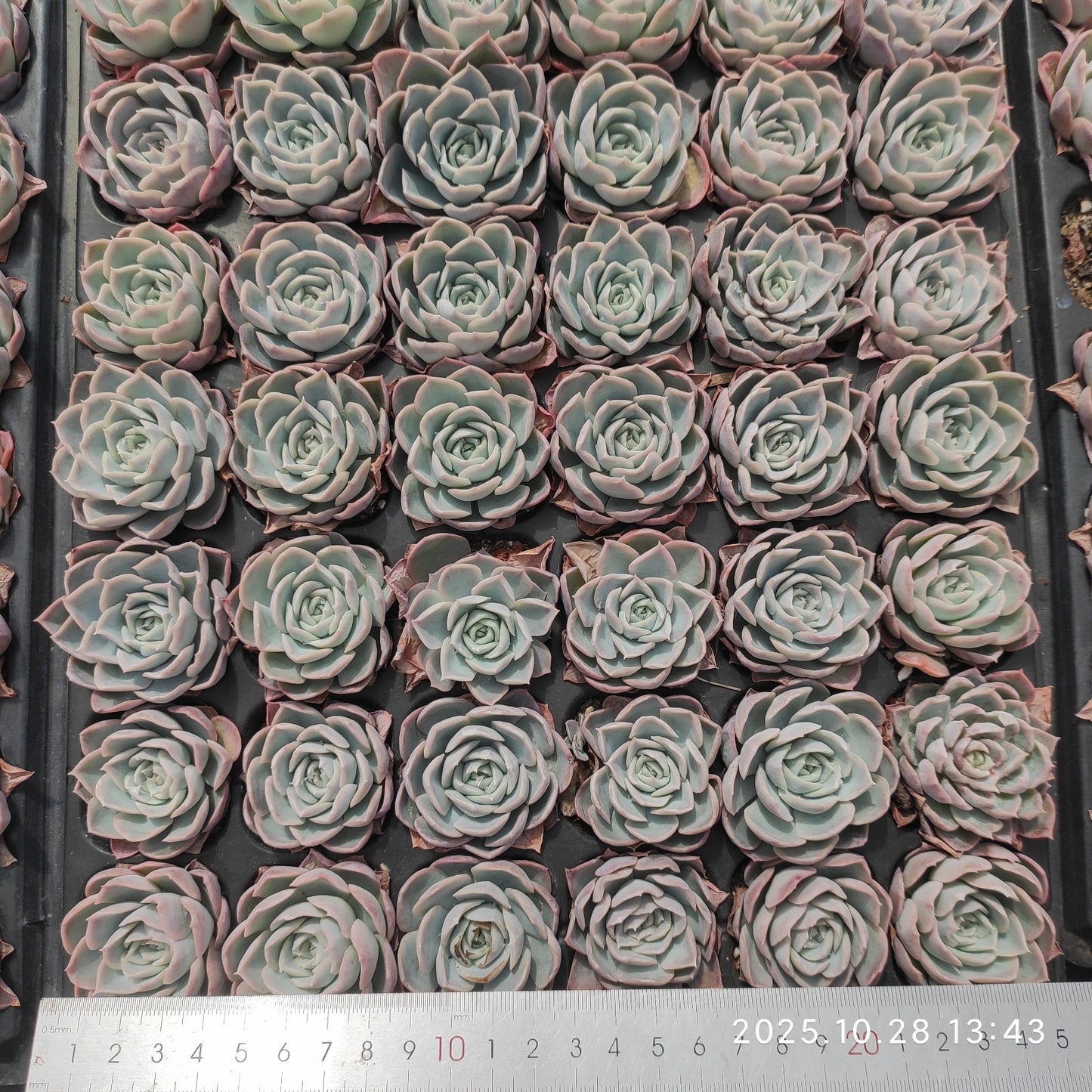 22200 ホーゼーライン(3cm pot)(ポット苗)