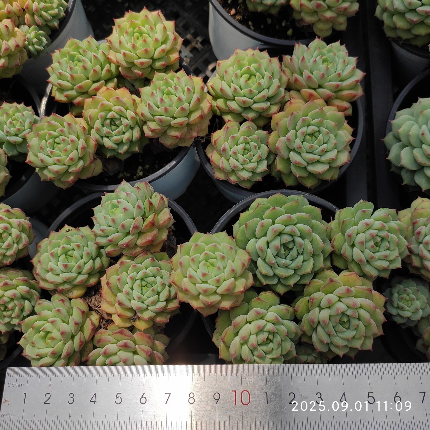 QN862 パンダフェイス(9cm pot)