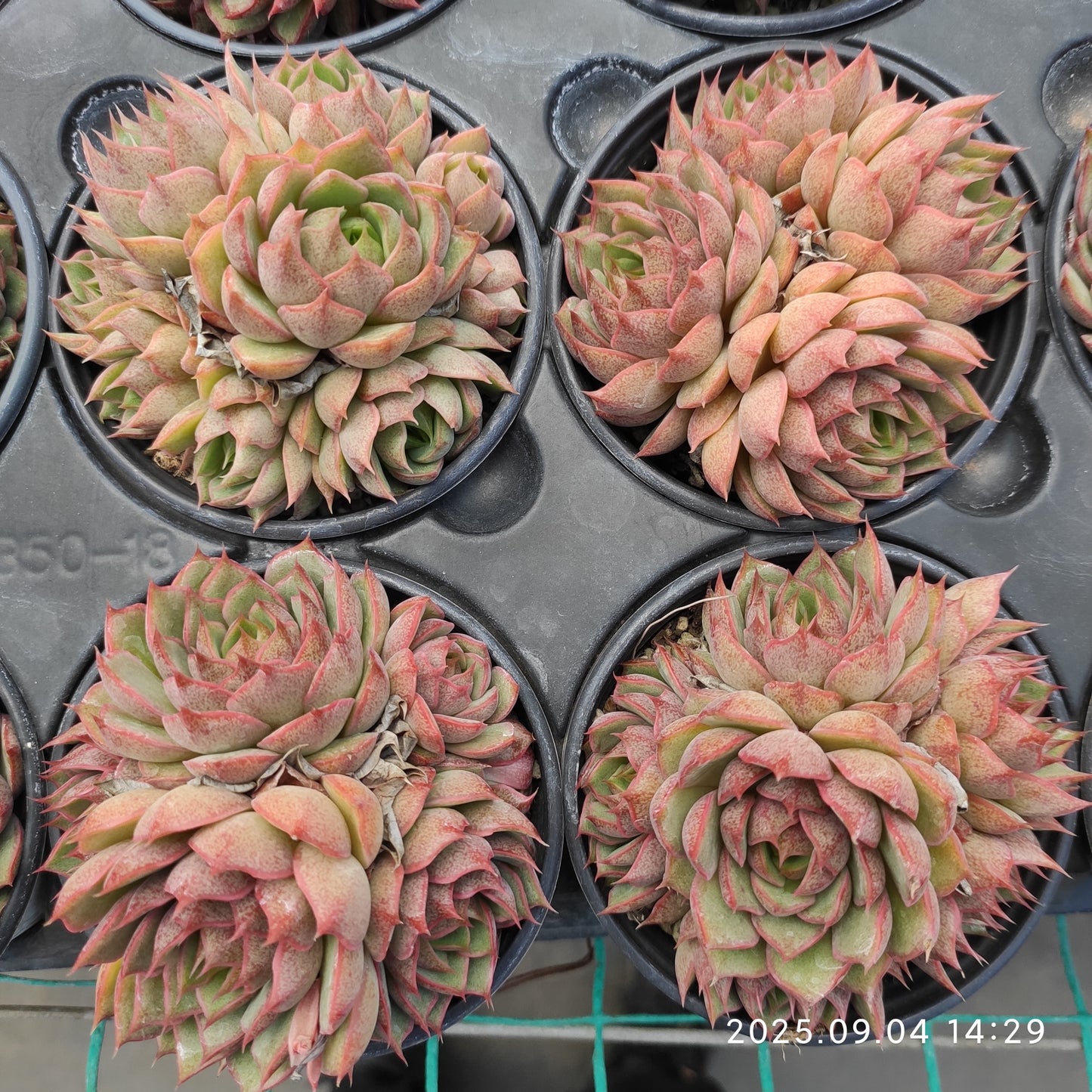 MMY1288 シスダー(9cm pot)