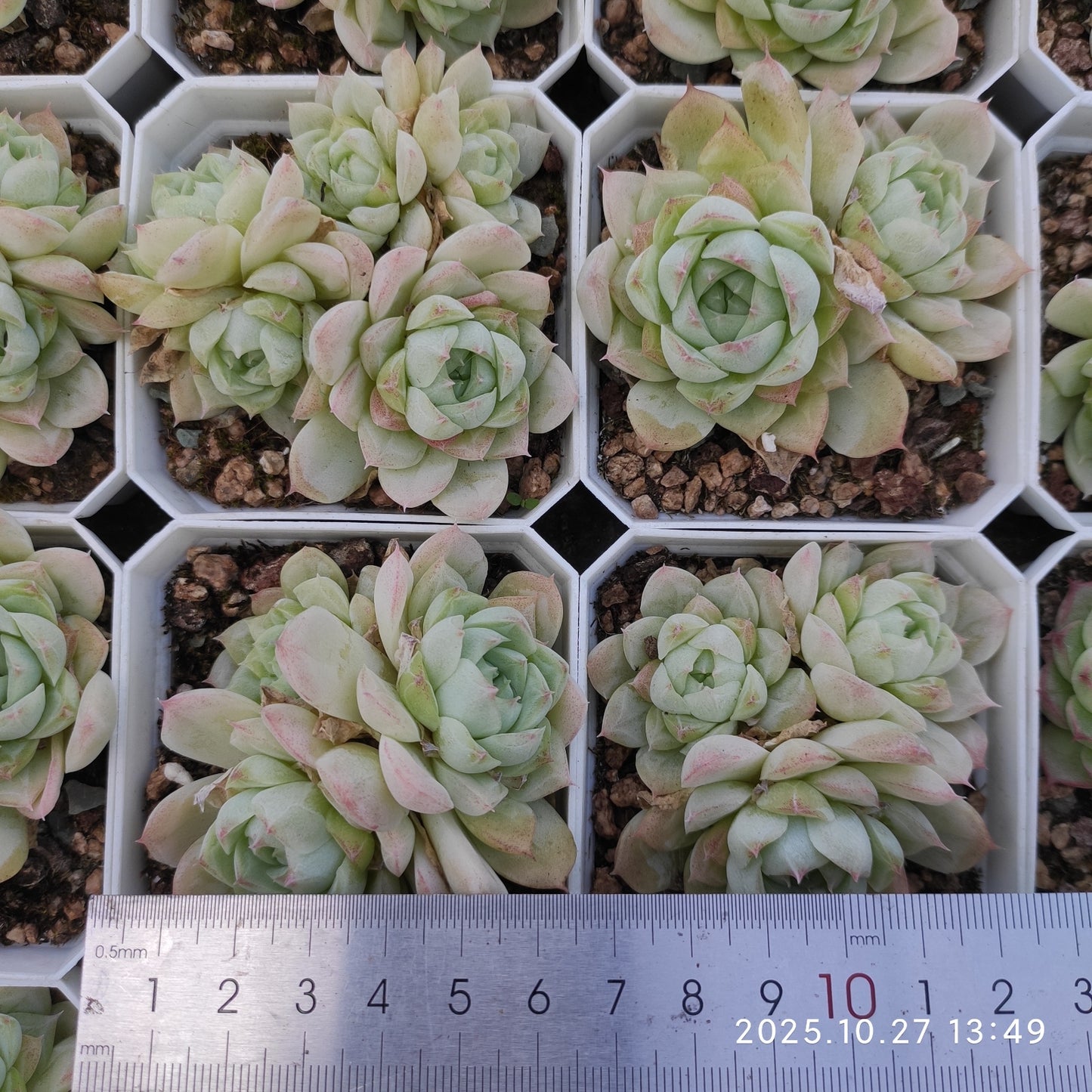 21775 ヒューミリスHyb(7cm pot)