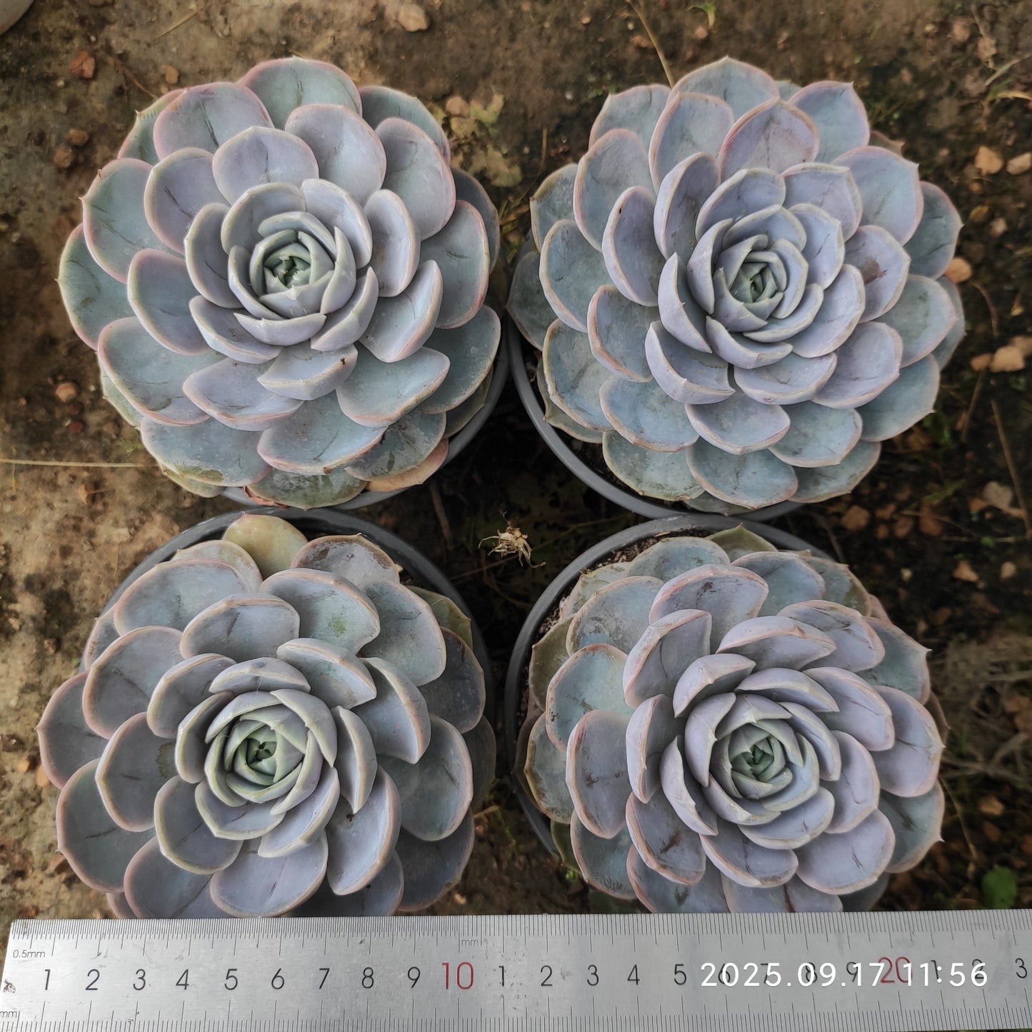 NGN364 ブルーサプライズ(12cm pot)