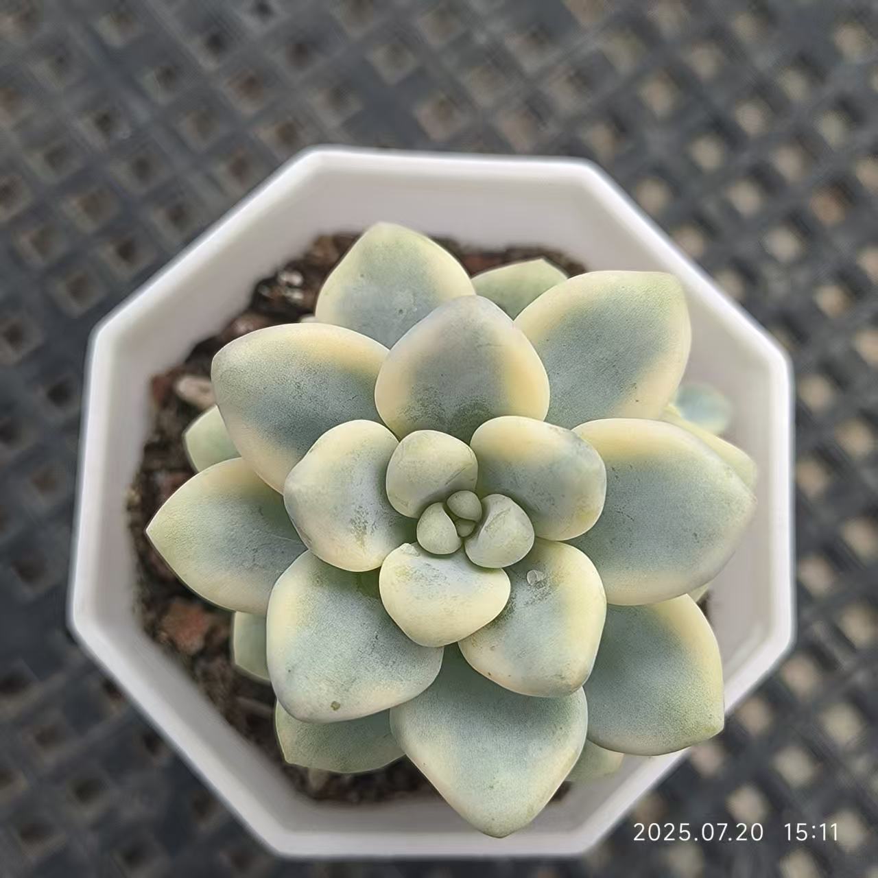 DDX135 クラバツム錦(6.5cm pot)
