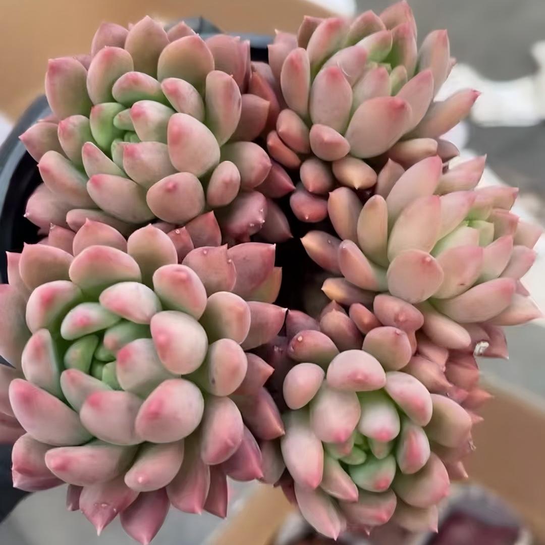 23560 クリーム ビューティーHyb(12cm pot)