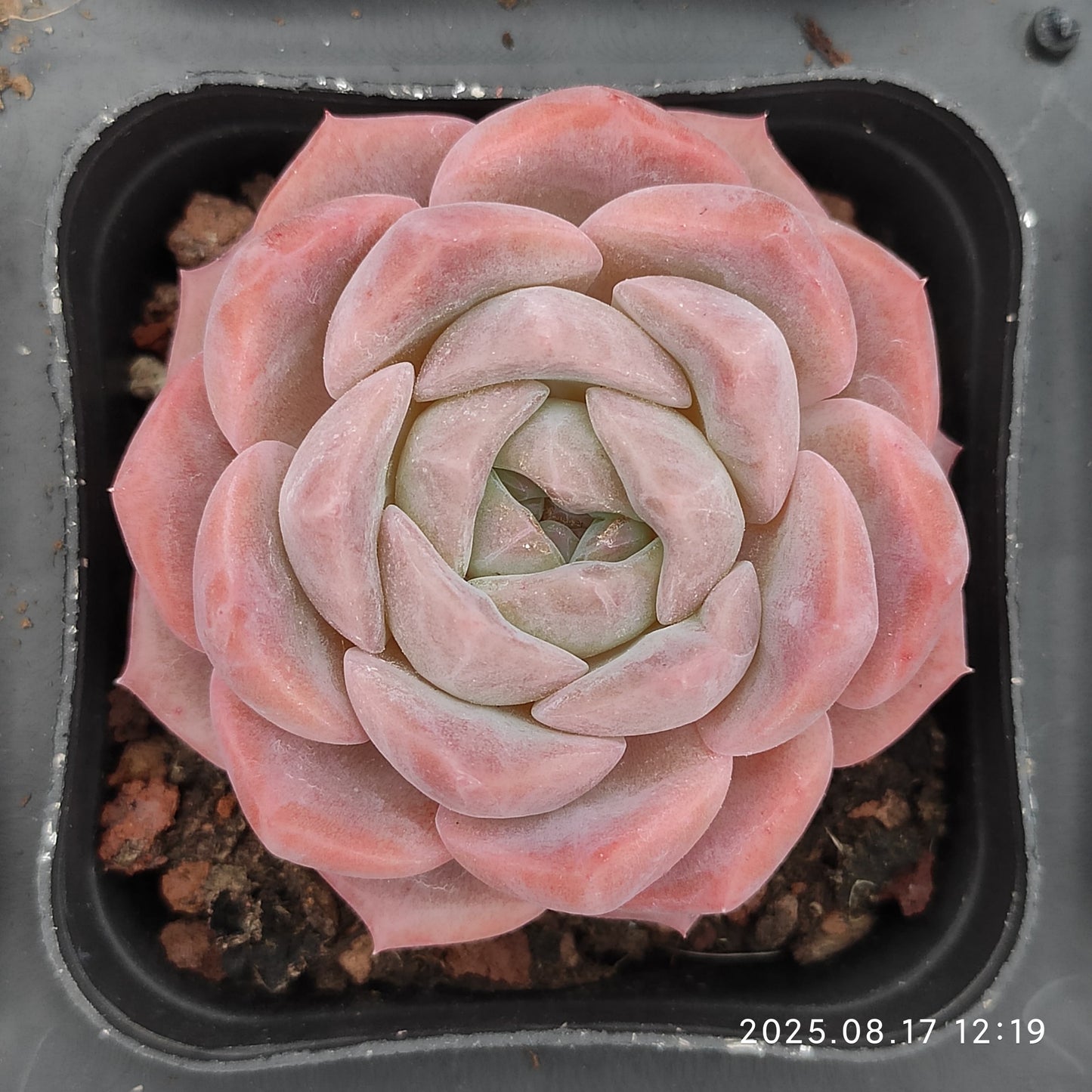 LMM391 レッド ベルベット Hyb(6.5 cm pot)