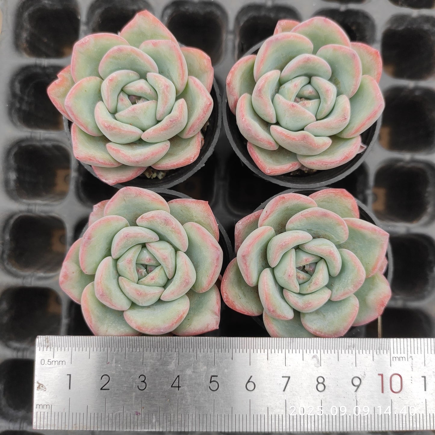MMT470 アマビレ(5.5cm pot)